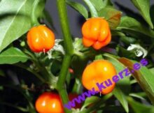 Habanero-Früchte (Capsicum chinense)